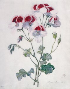 Storchschnabel